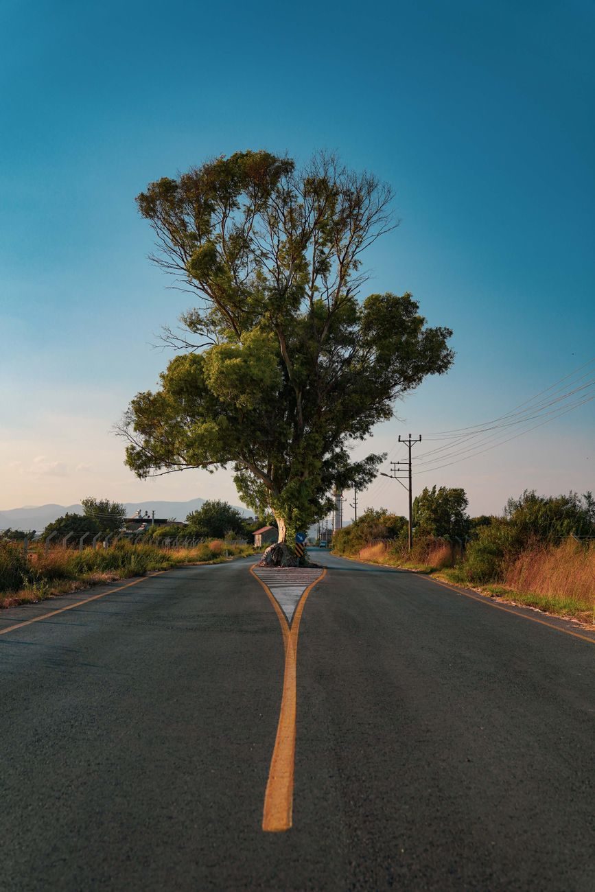 Un camino se divide en dos alrededor de un árbol solitario.